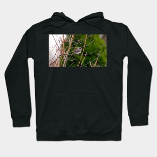 Dark-eyed Junco Perched On A Small Branch Hoodie